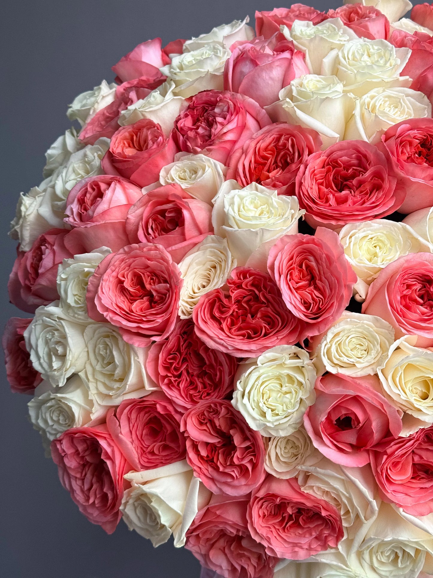 White and Pink Garden Roses
