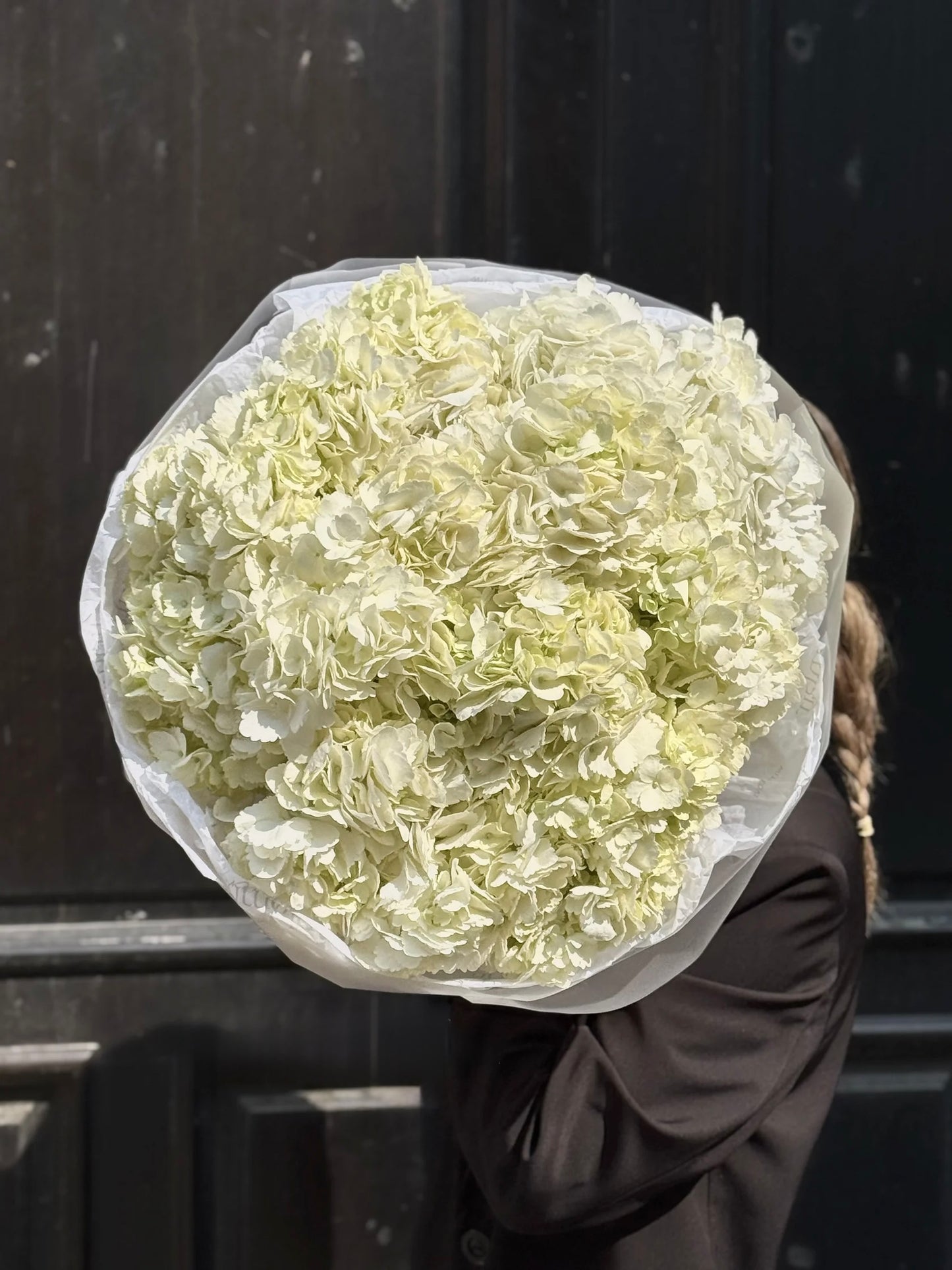 Premium Hydrangeas
