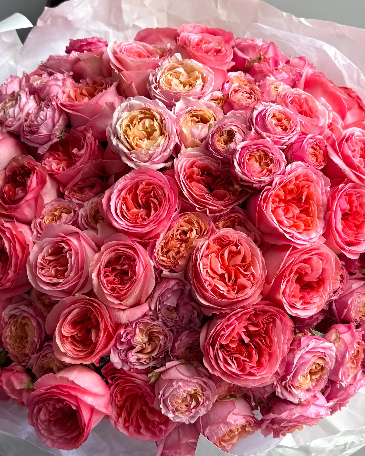 Pink Garden Rose