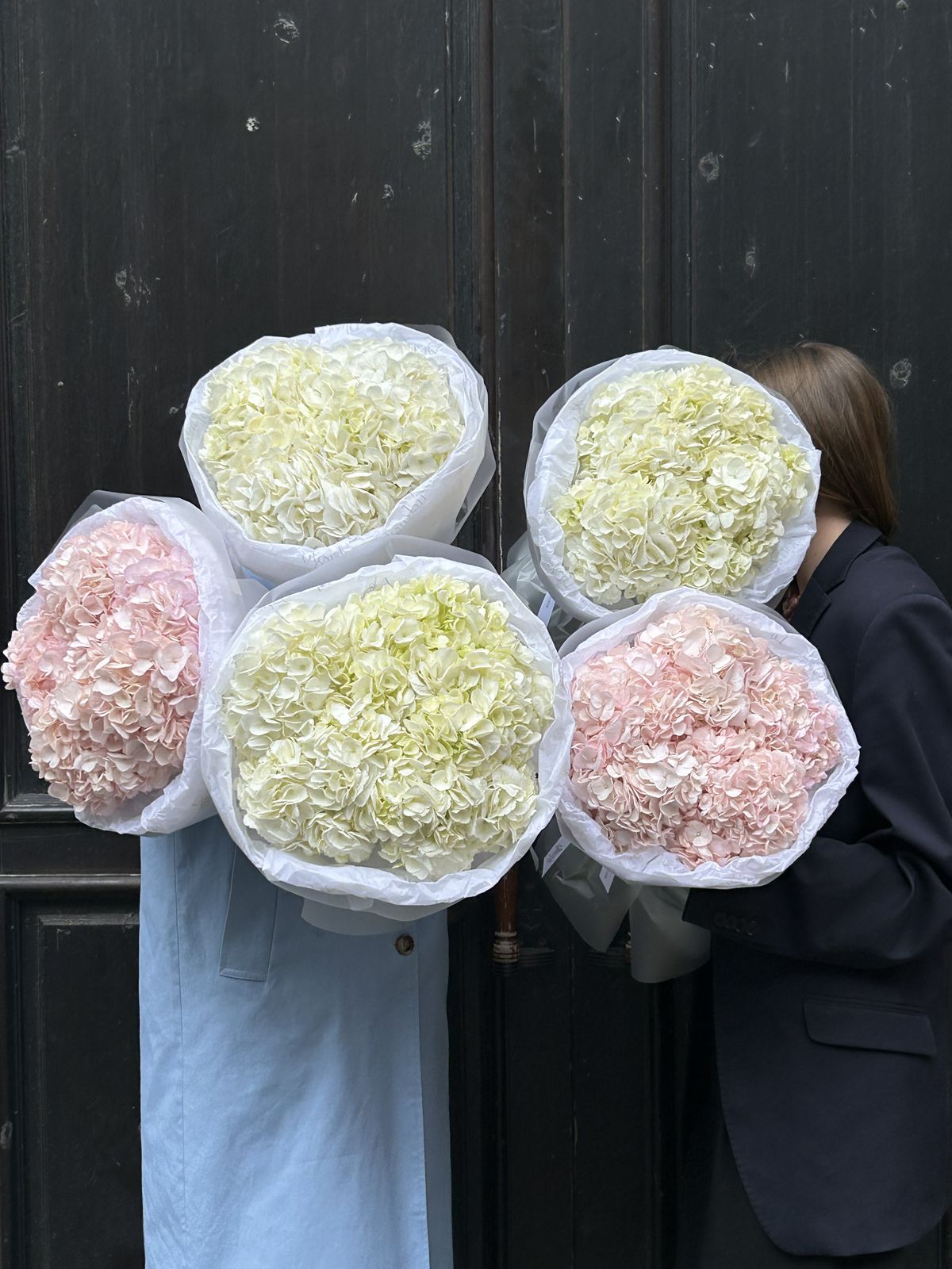 Premium Hydrangeas