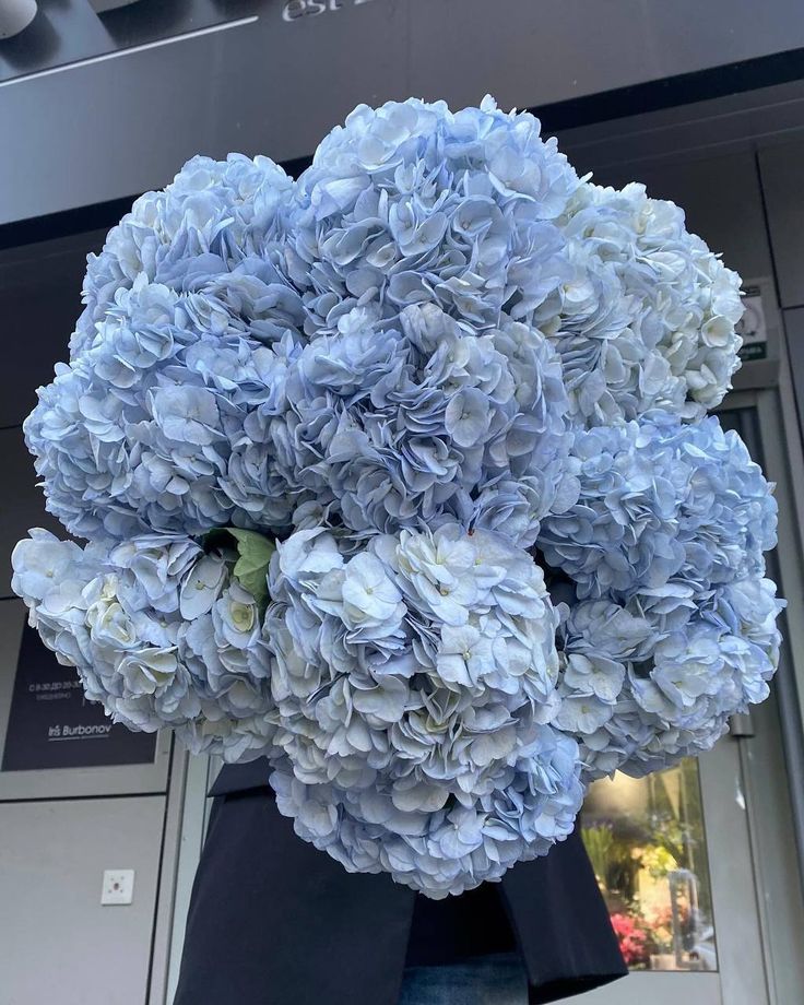 Premium Hydrangeas